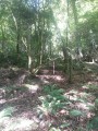Dans le haut du bois de Bénac sur les pentes de l'Araü Dans le haut du bois de Bénac sur les pentes de l'Araü