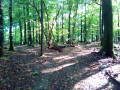 Grand tour dans la Forêt Domaniale de Verzy