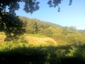 Dans le milieu du bois de Bénac sur les pentes de l'Araü Dans le milieu du bois de Bénac sur les pentes de l'Araü